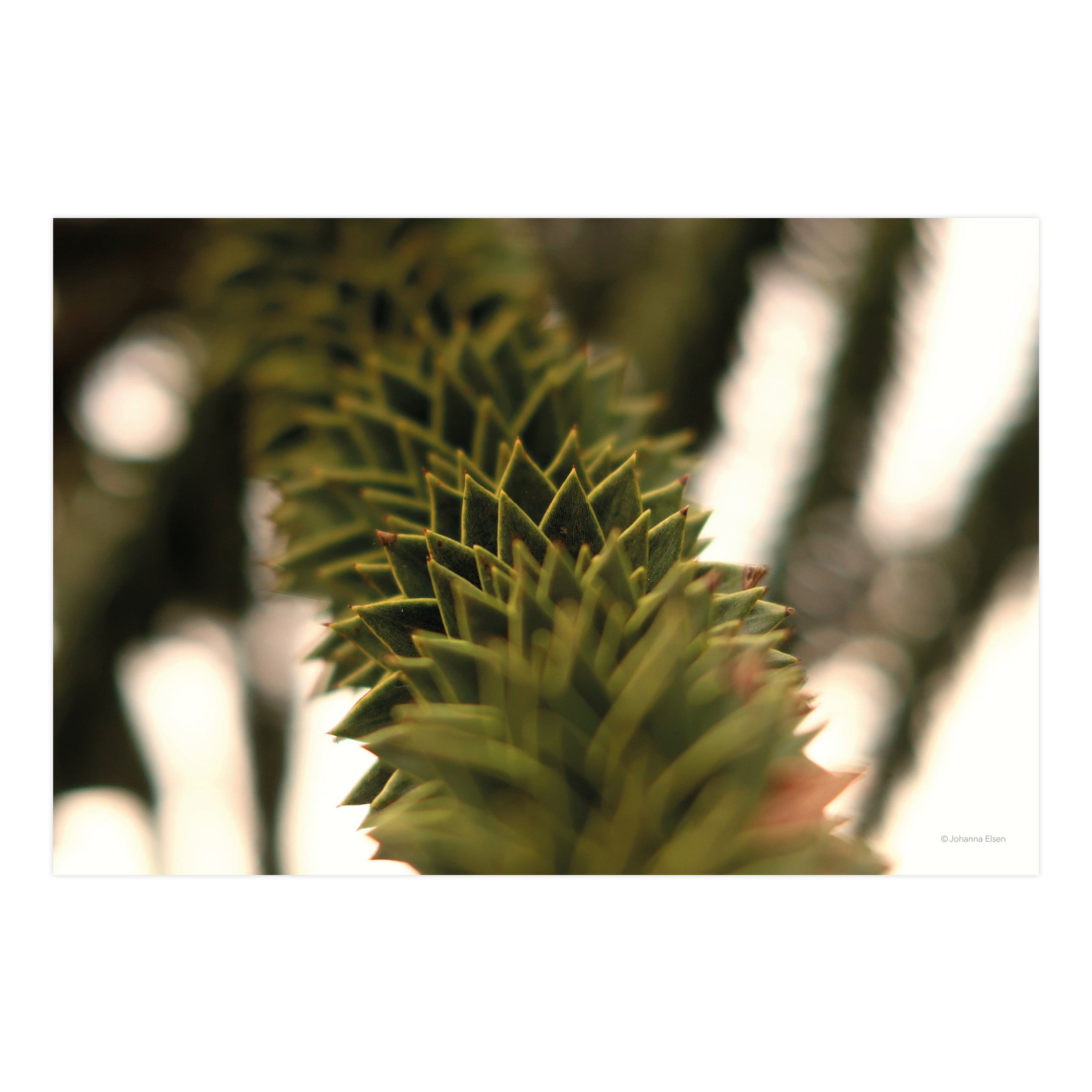Dorfleben • Fotokarten Set
