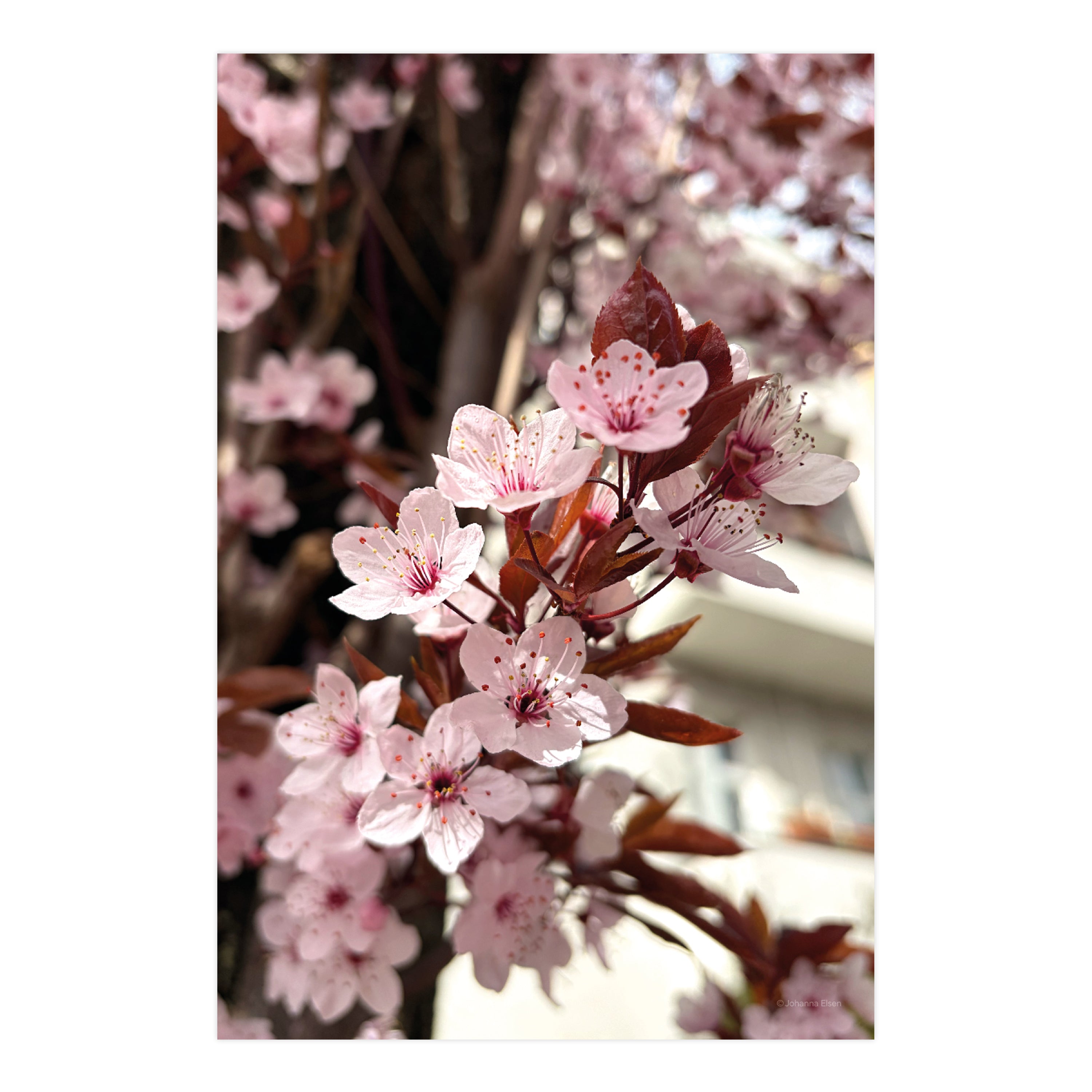 Frühling • Fotokarten Set