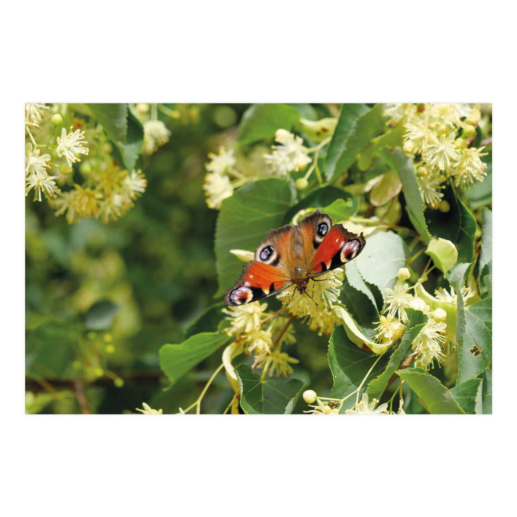 Frühling • Fotokarten Set