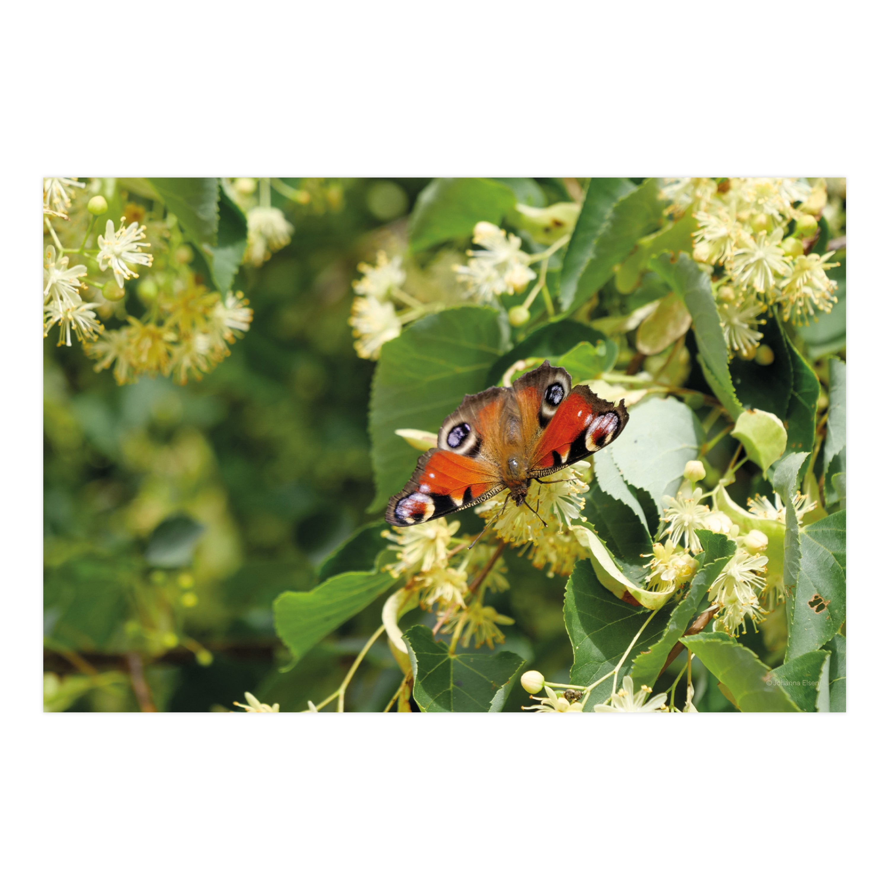 Frühling • Fotokarten Set