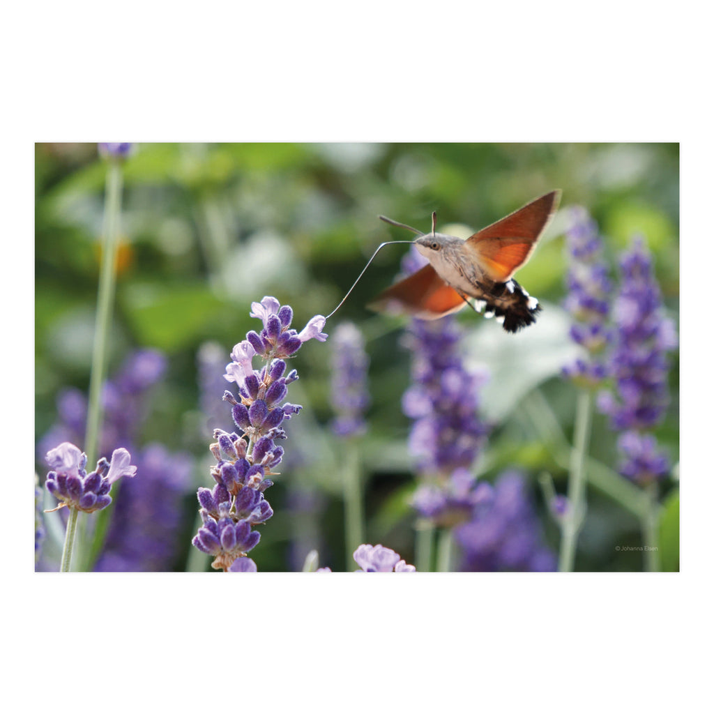 Frühling • Fotokarten Set