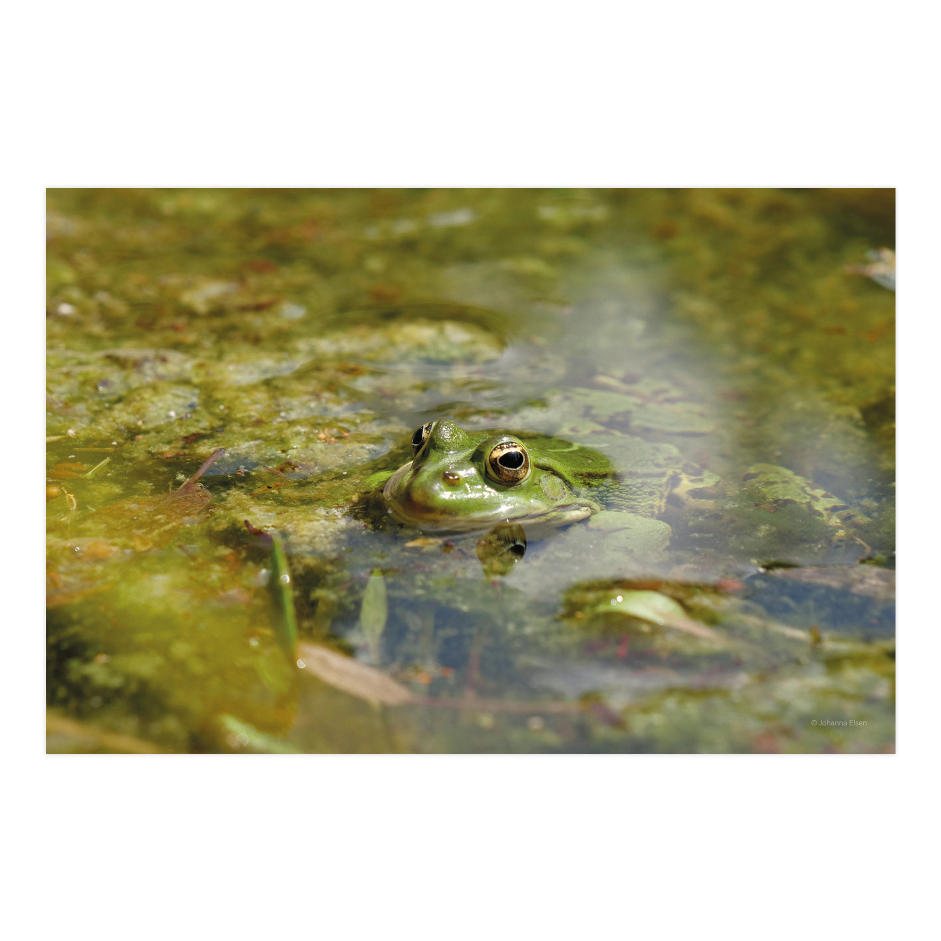 Frühling • Fotokarten Set