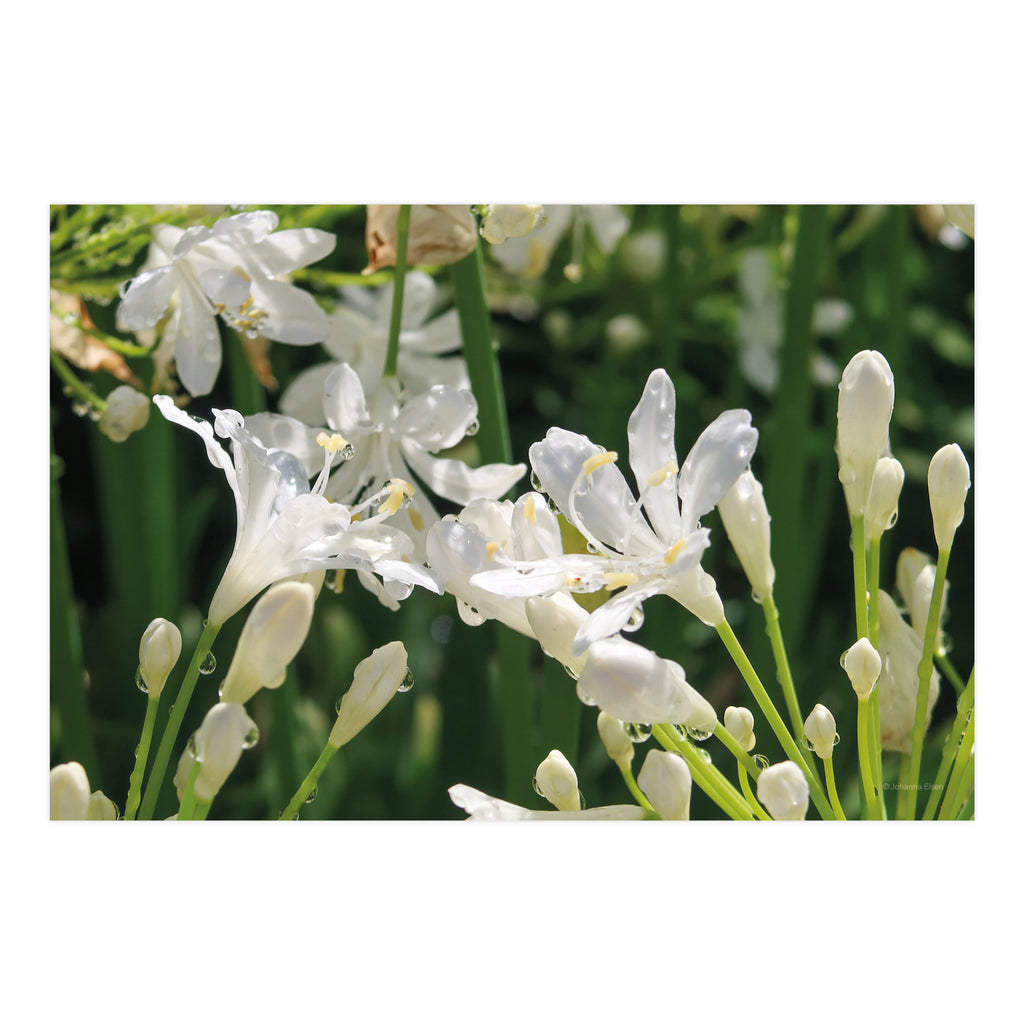 Frühling • Fotokarten Set