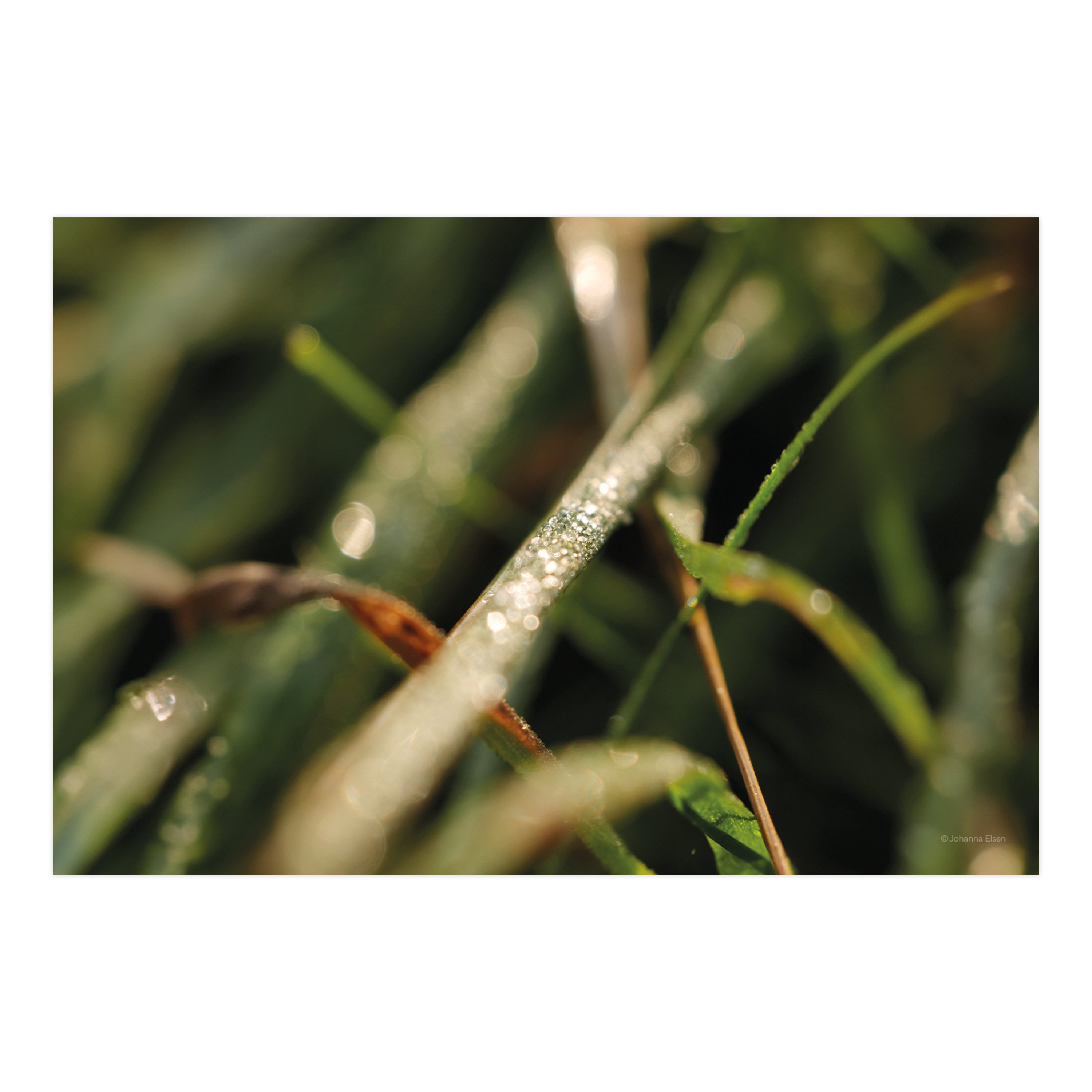 Frühling • Fotokarten Set