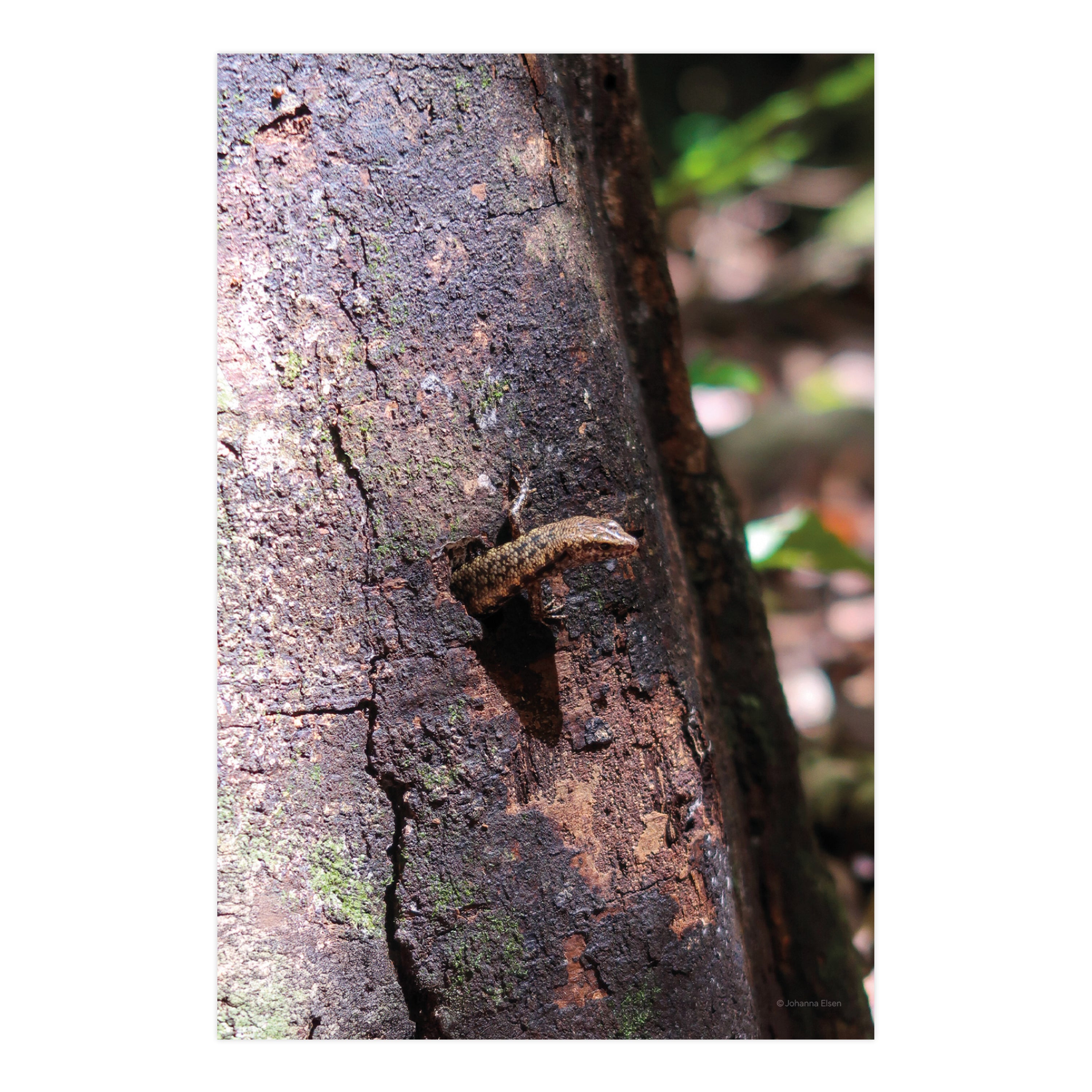 Regenwald • Fotokarten Set
