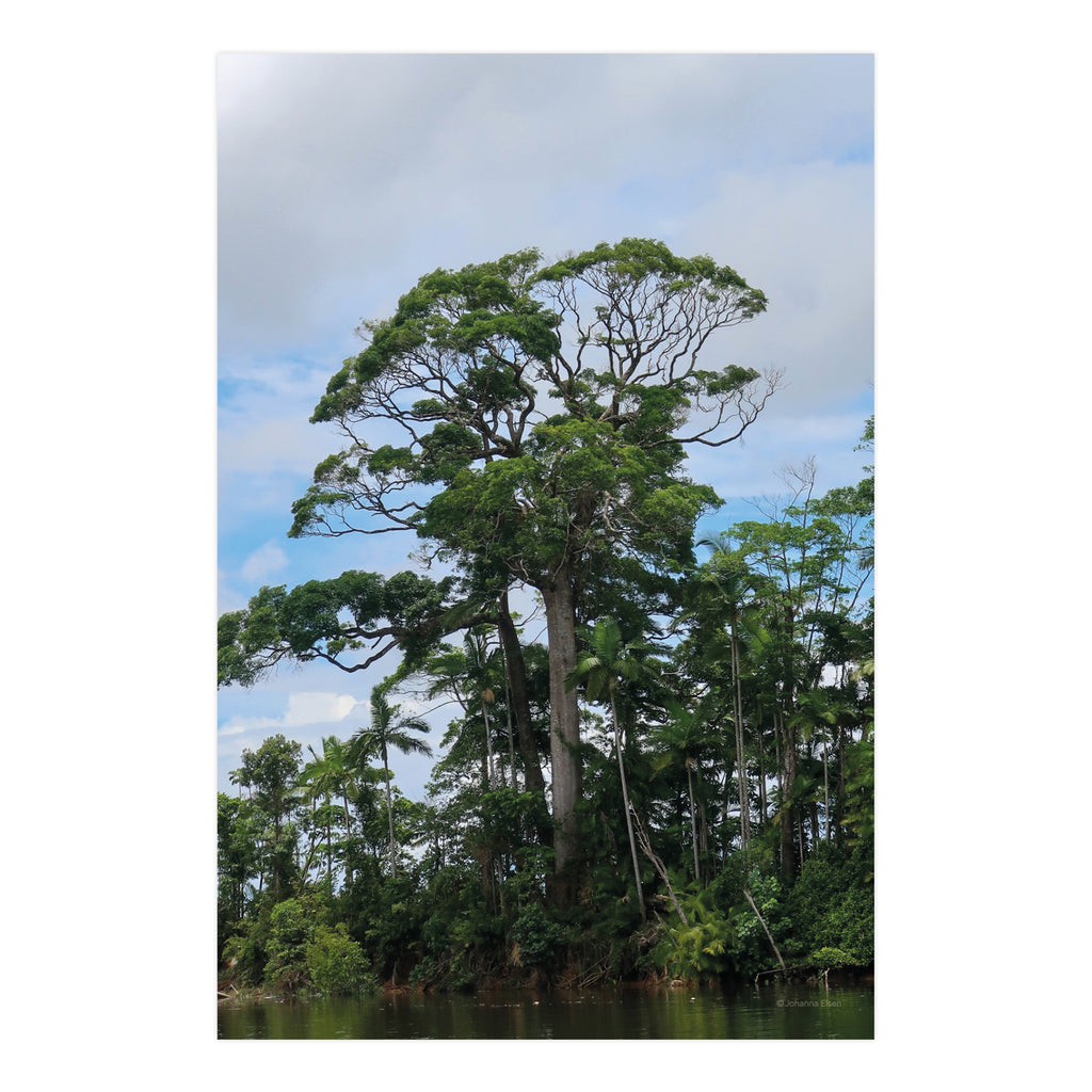 Rainforest • Photo Card Set