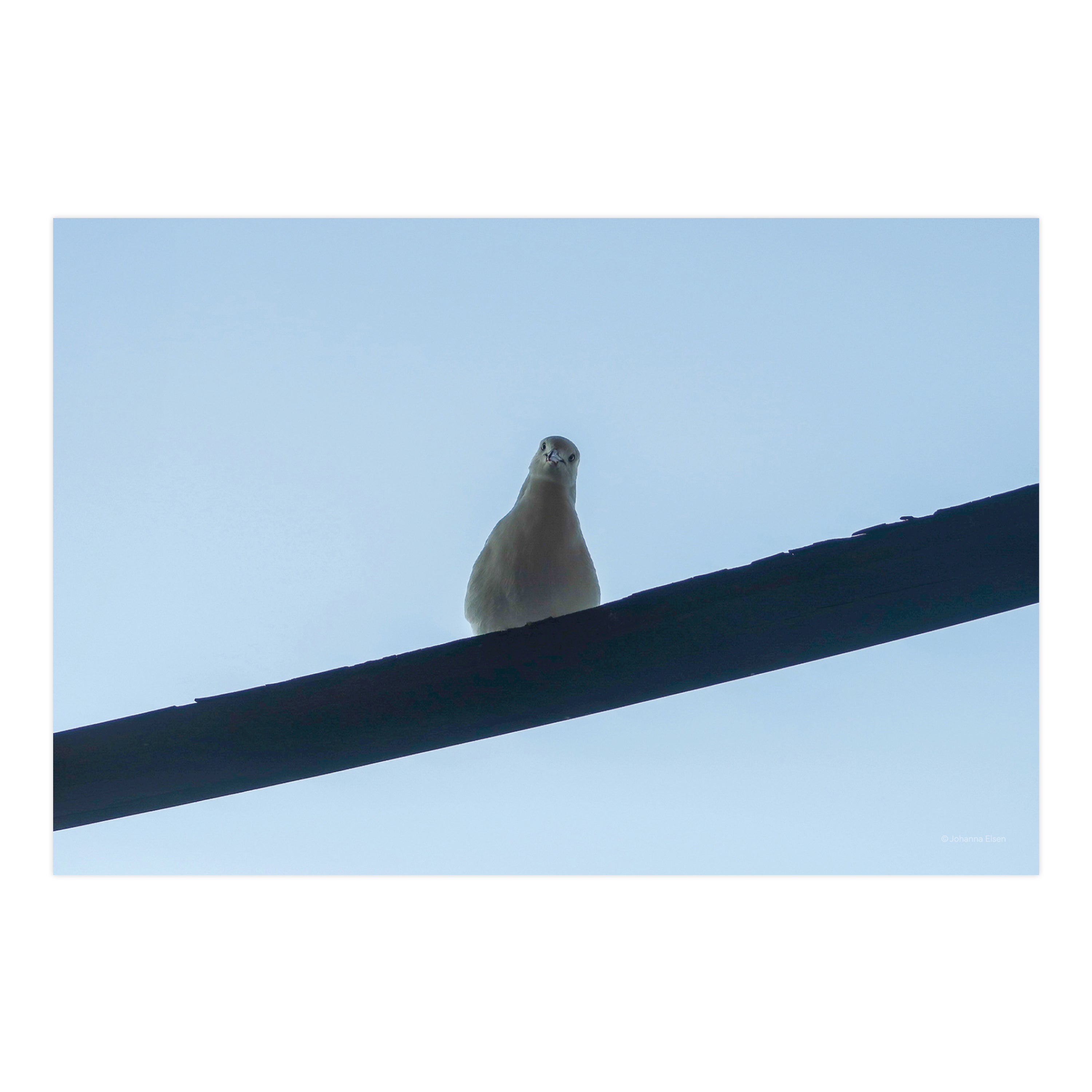 Birds • Photo Card Set