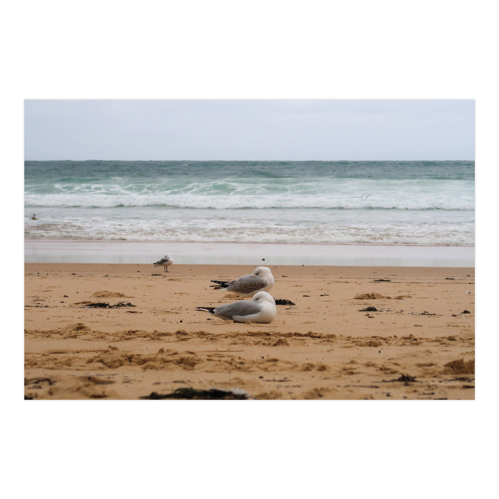 Birds • Photo Card Set
