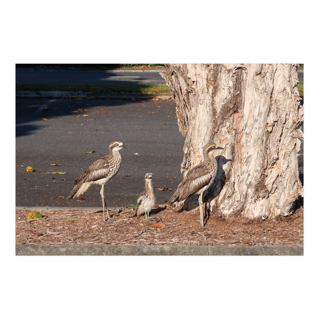 Birds • Photo Card Set