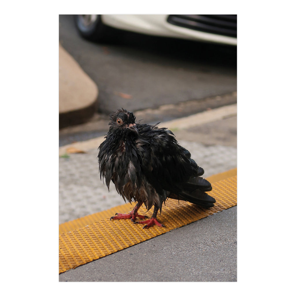 Birds • Photo Card Set