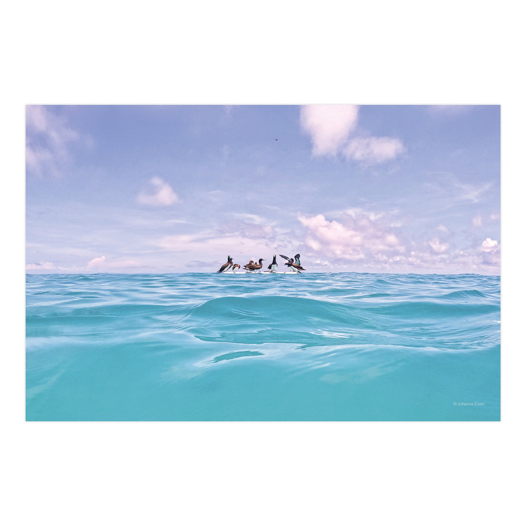Birds • Photo Card Set