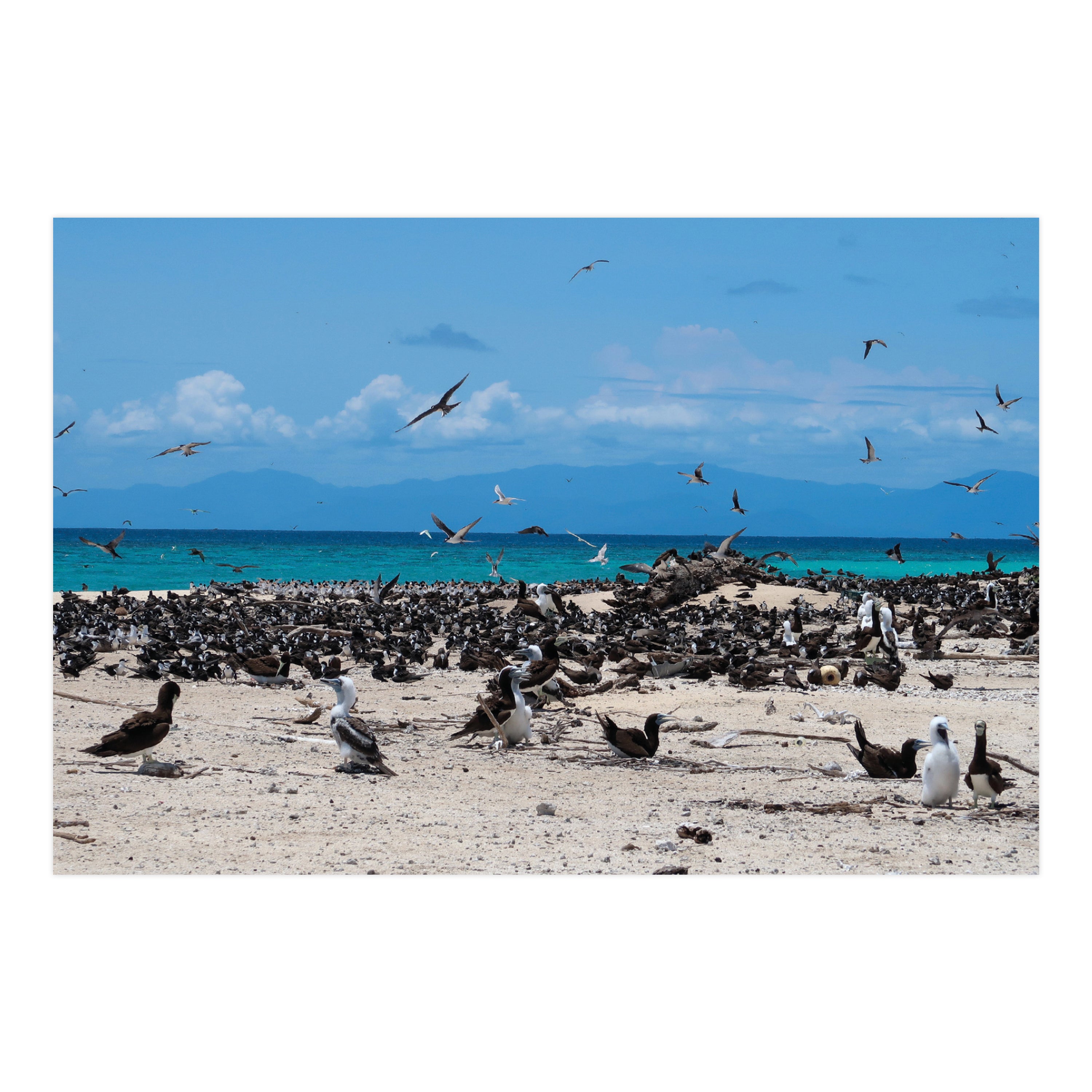 Birds • Photo Card Set