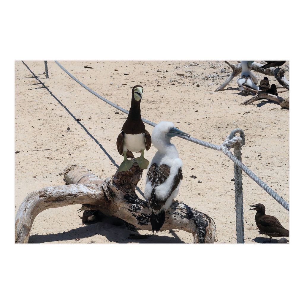 Birds • Photo Card Set