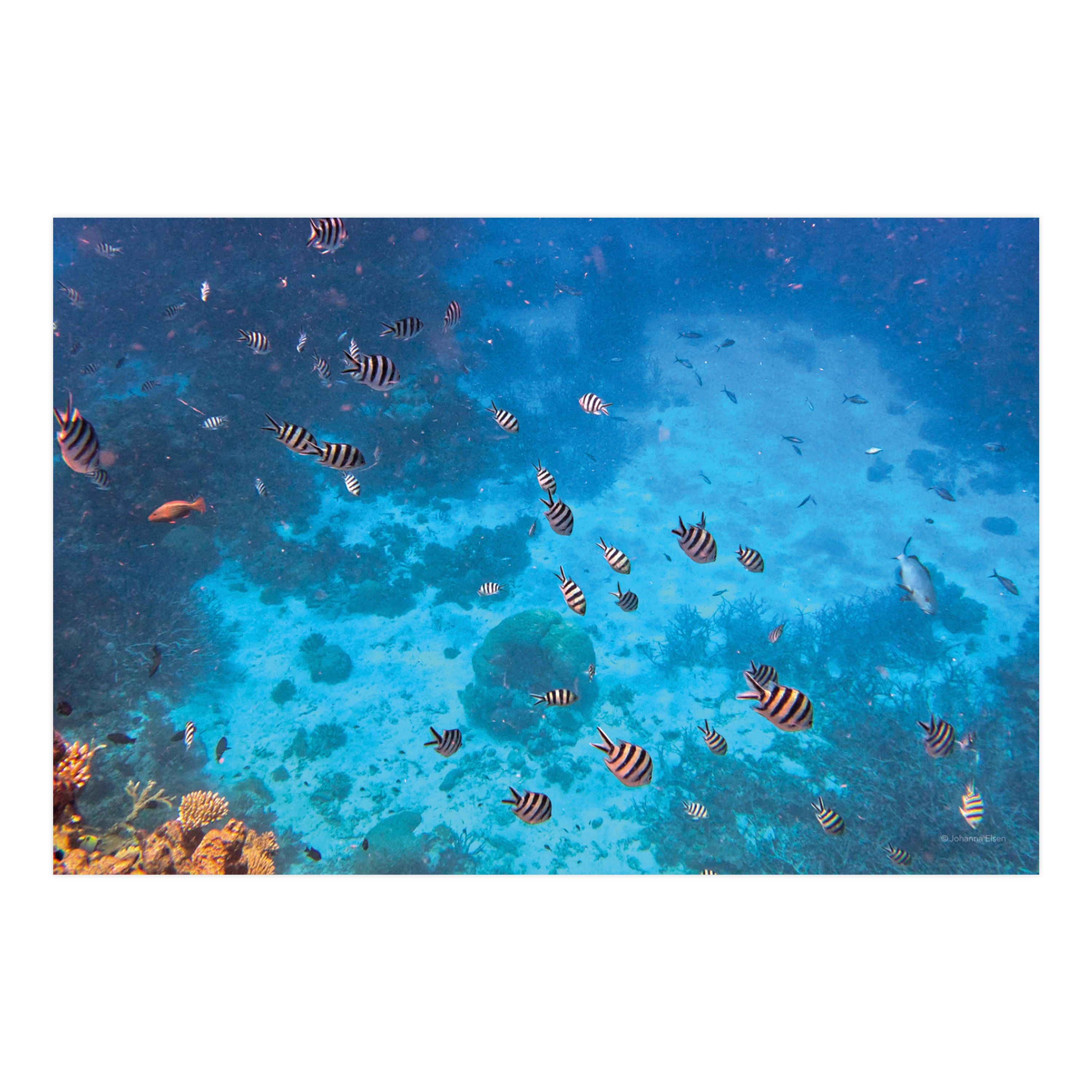 Unterwasserwelten • Fotokarten Set